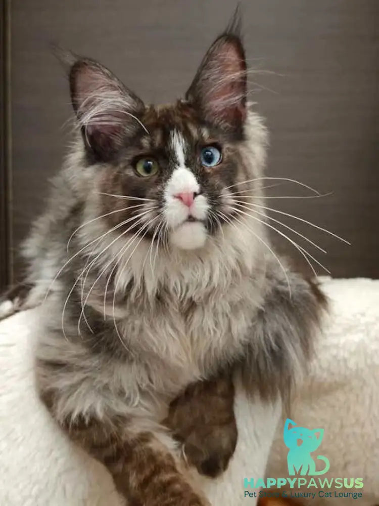 Polina Maine Coon polydactyl female black smoke with white - live animals