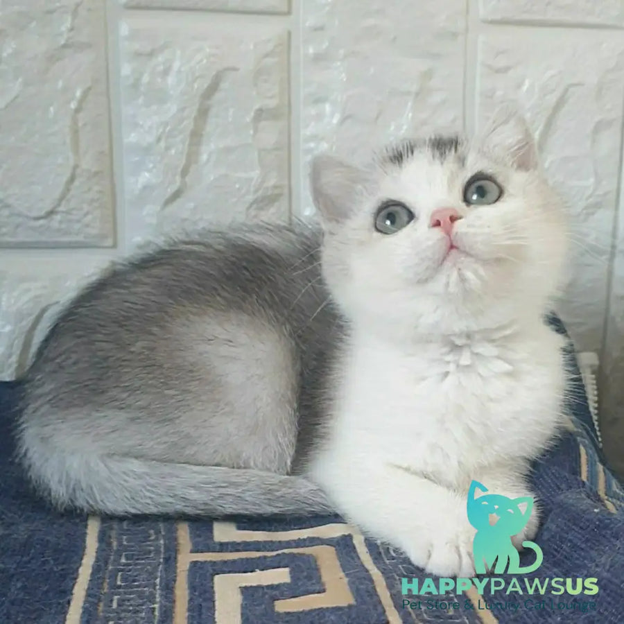 Poll British Shorthair male black silver ticked tabby bicolour - live animals
