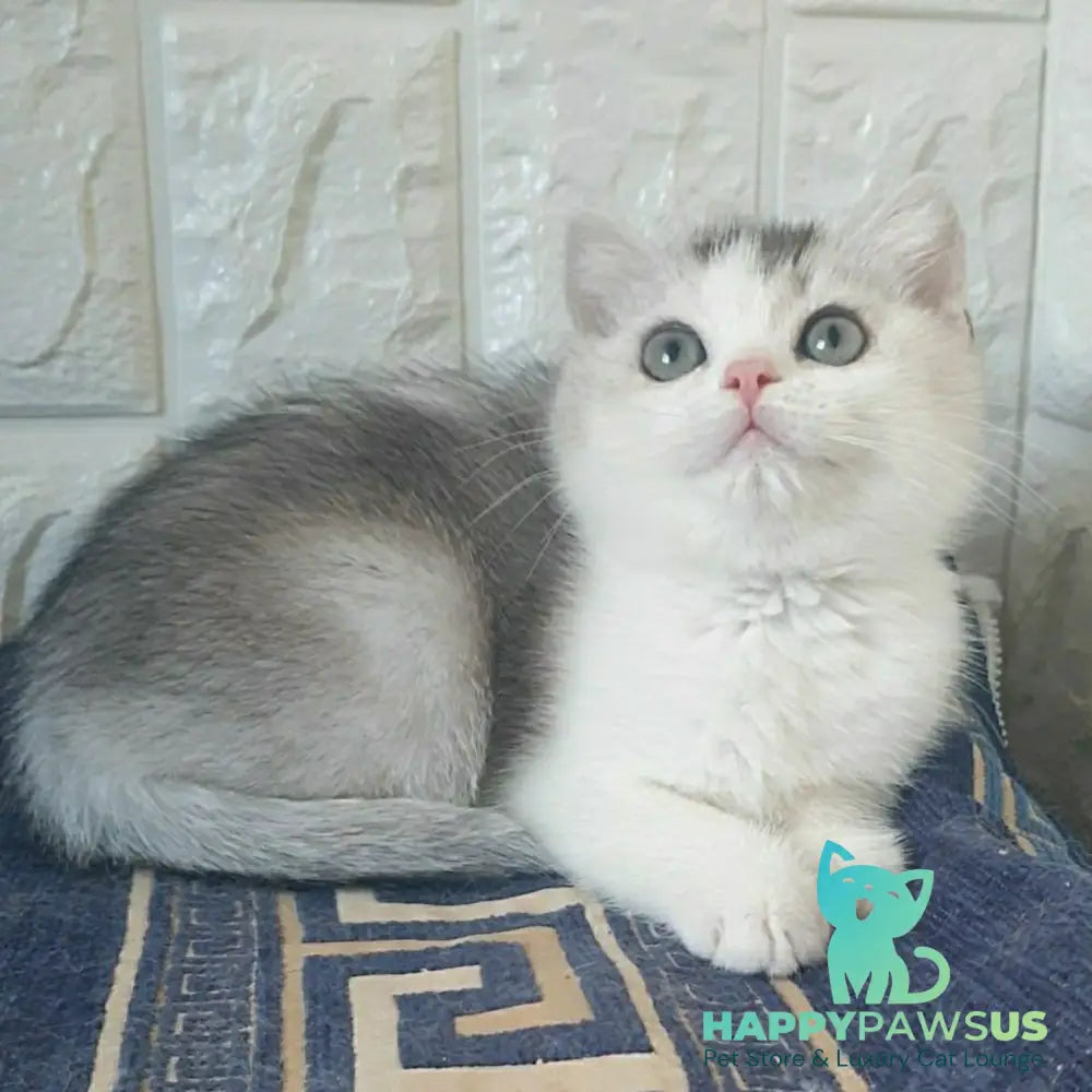 Poll British Shorthair male black silver ticked tabby bicolour - live animals