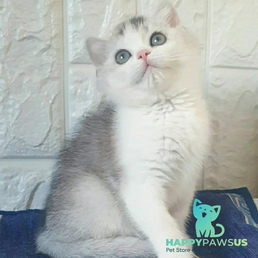 Poll British Shorthair male black silver ticked tabby bicolour - live animals