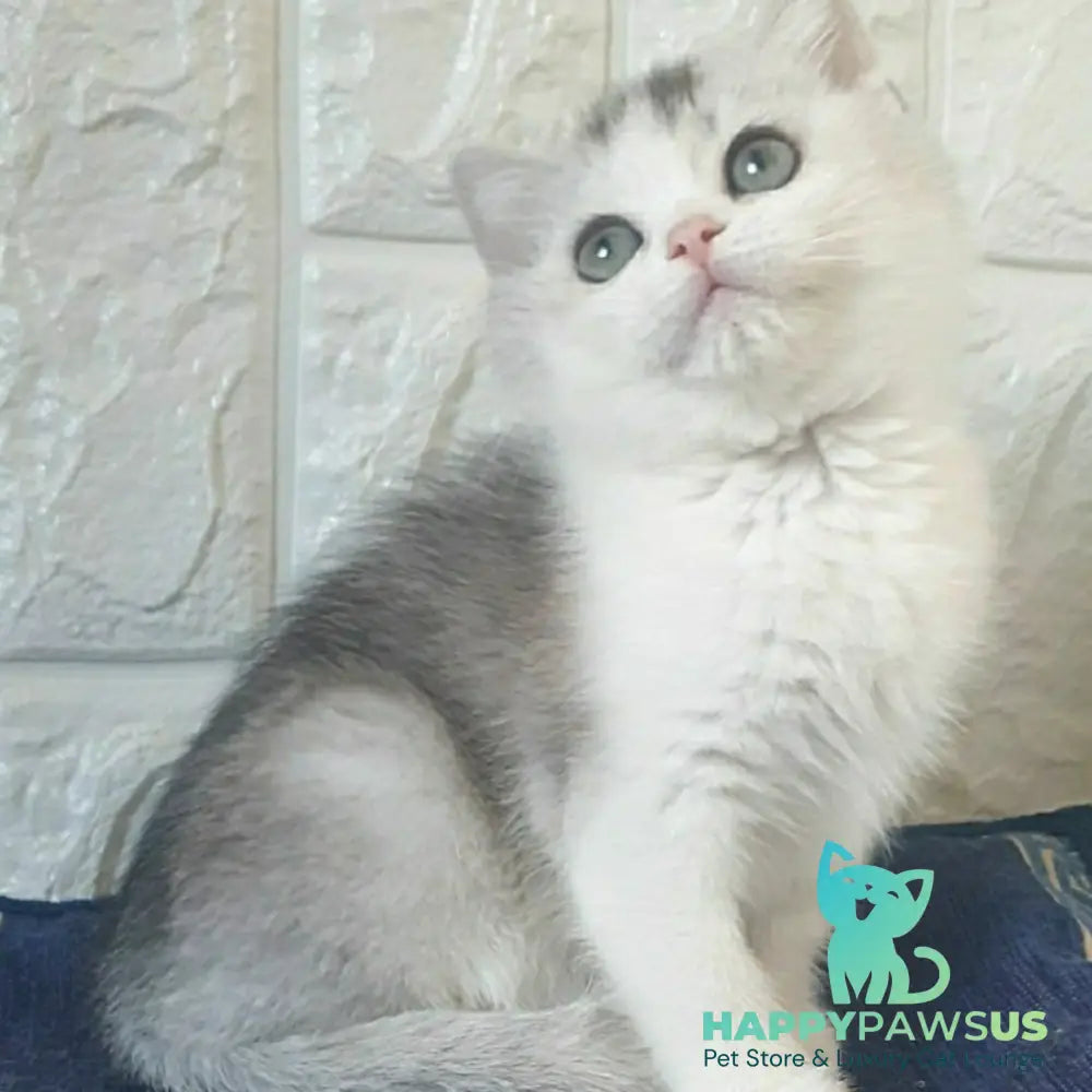 Poll British Shorthair male black silver ticked tabby bicolour - live animals