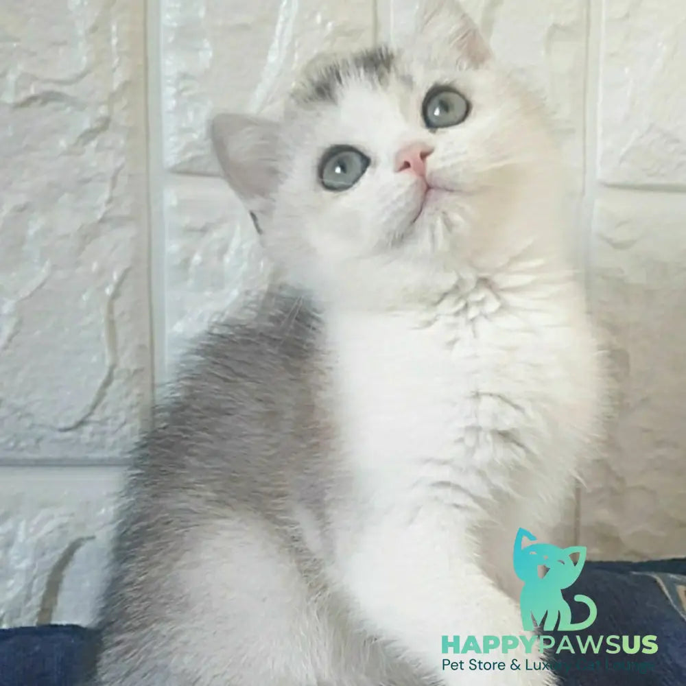 Poll British Shorthair male black silver ticked tabby bicolour - live animals