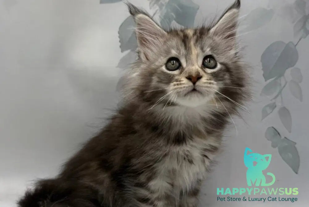 Polli Maine Coon polydactyl female black tortie silver tabby - live animals