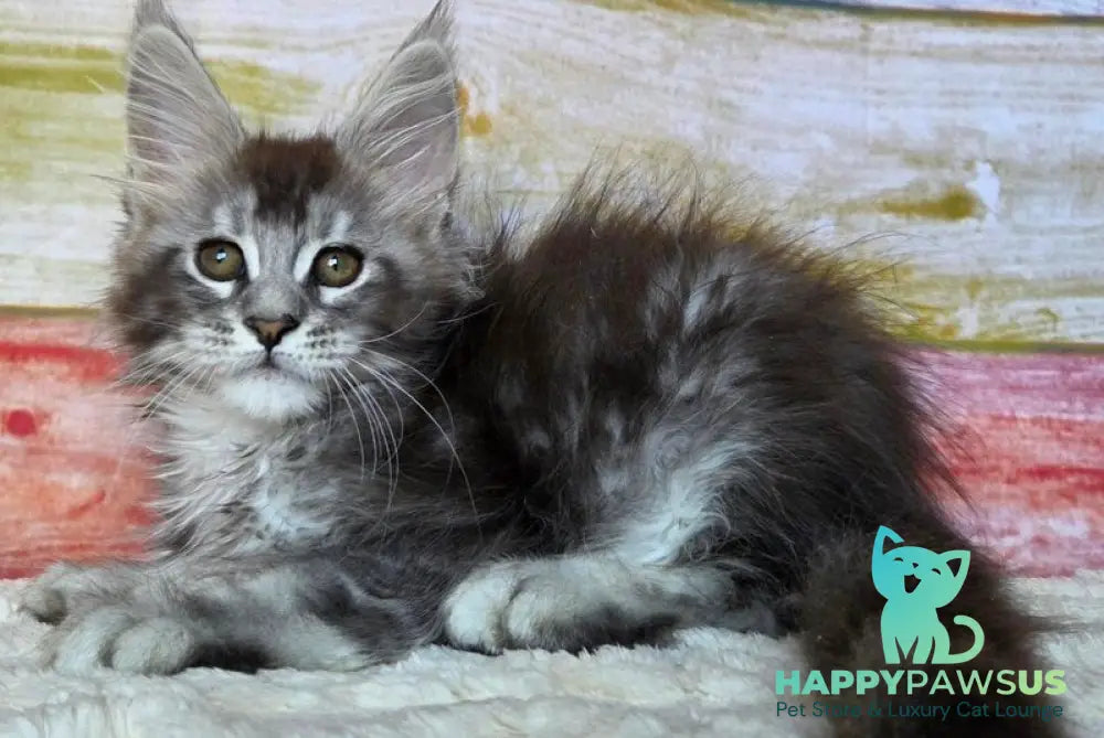 Pollor Maine Coon male black silver ticked tabby - live animals