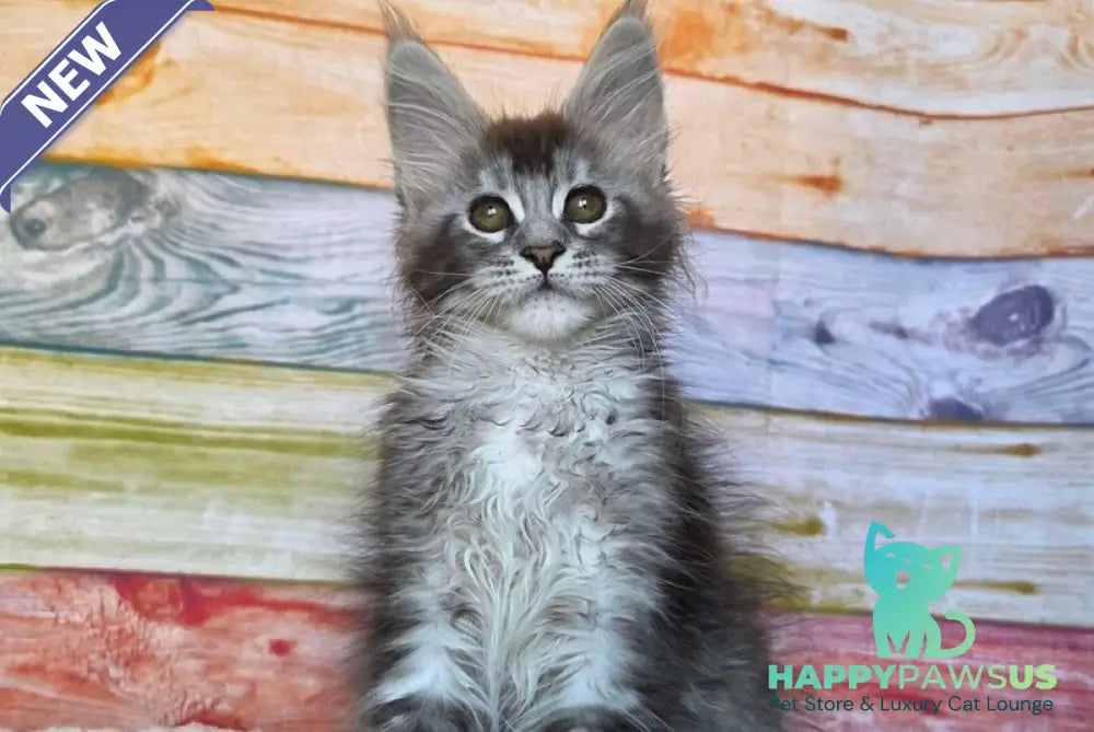 Pollor Maine Coon male black silver ticked tabby - live animals
