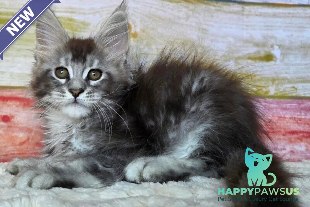 Pollor Maine Coon male black silver ticked tabby - live animals