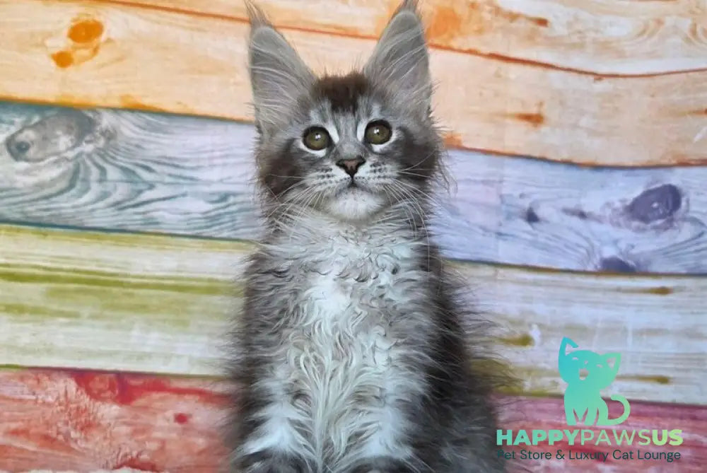Pollor Maine Coon male black silver ticked tabby - live animals