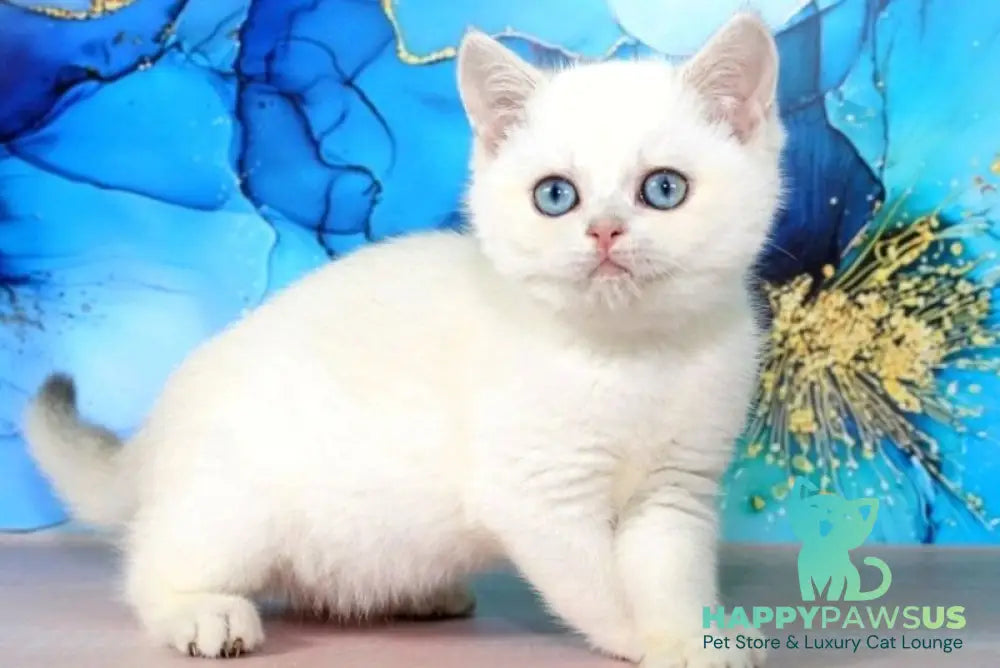 Polly British Shorthair female blue golden shaded pointed - live animals