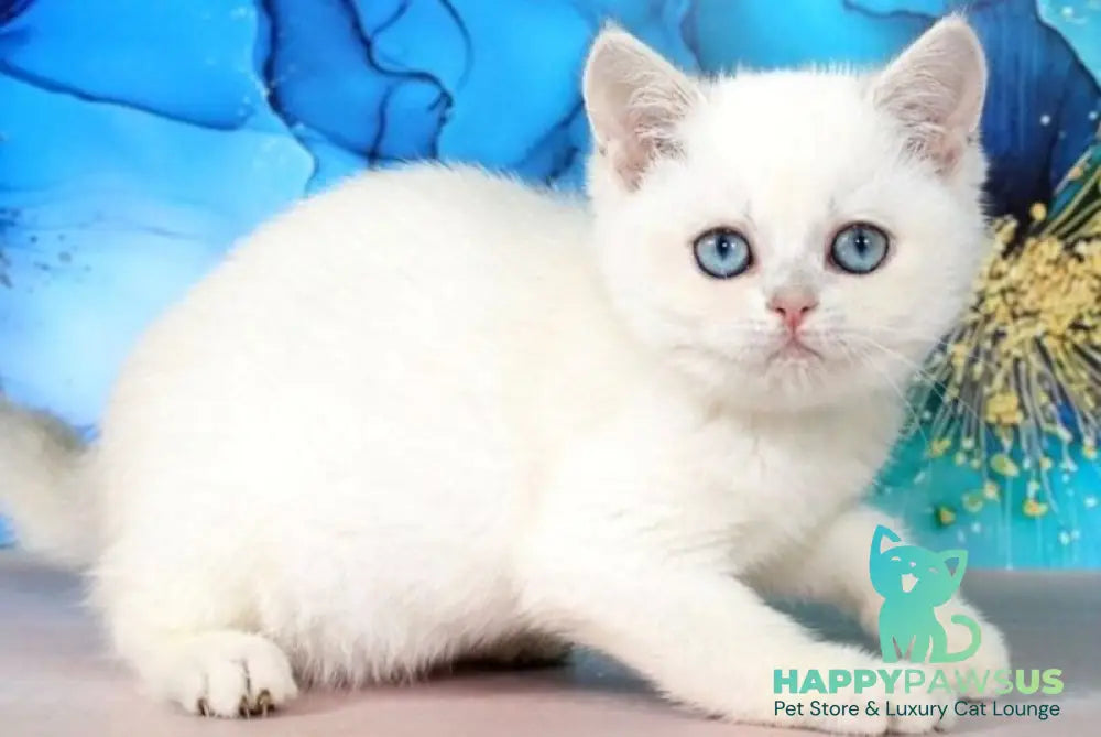 Polly British Shorthair female blue golden shaded pointed - live animals