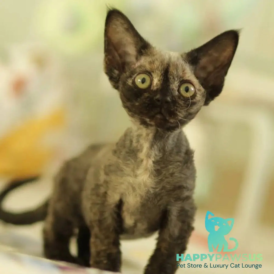 Polly Devon Rex female black tortie - live animals