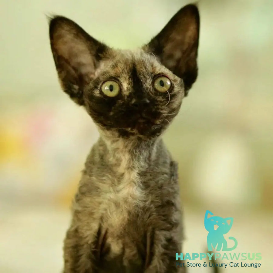 Polly Devon Rex female black tortie - live animals
