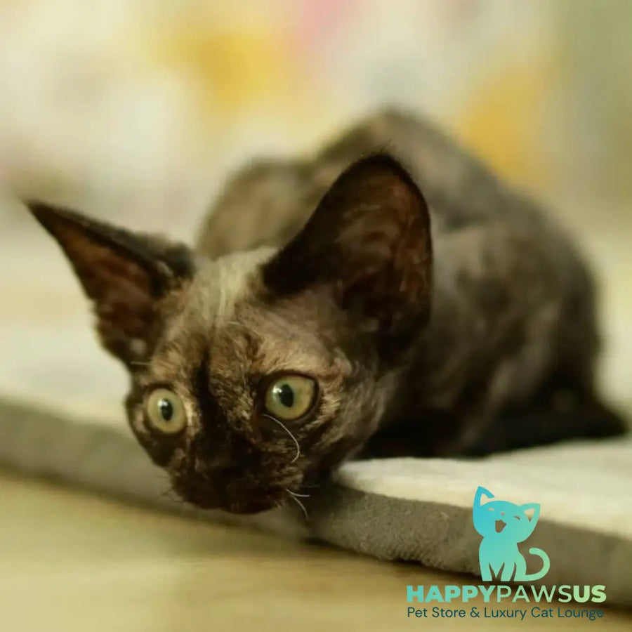Polly Devon Rex female black tortie - live animals