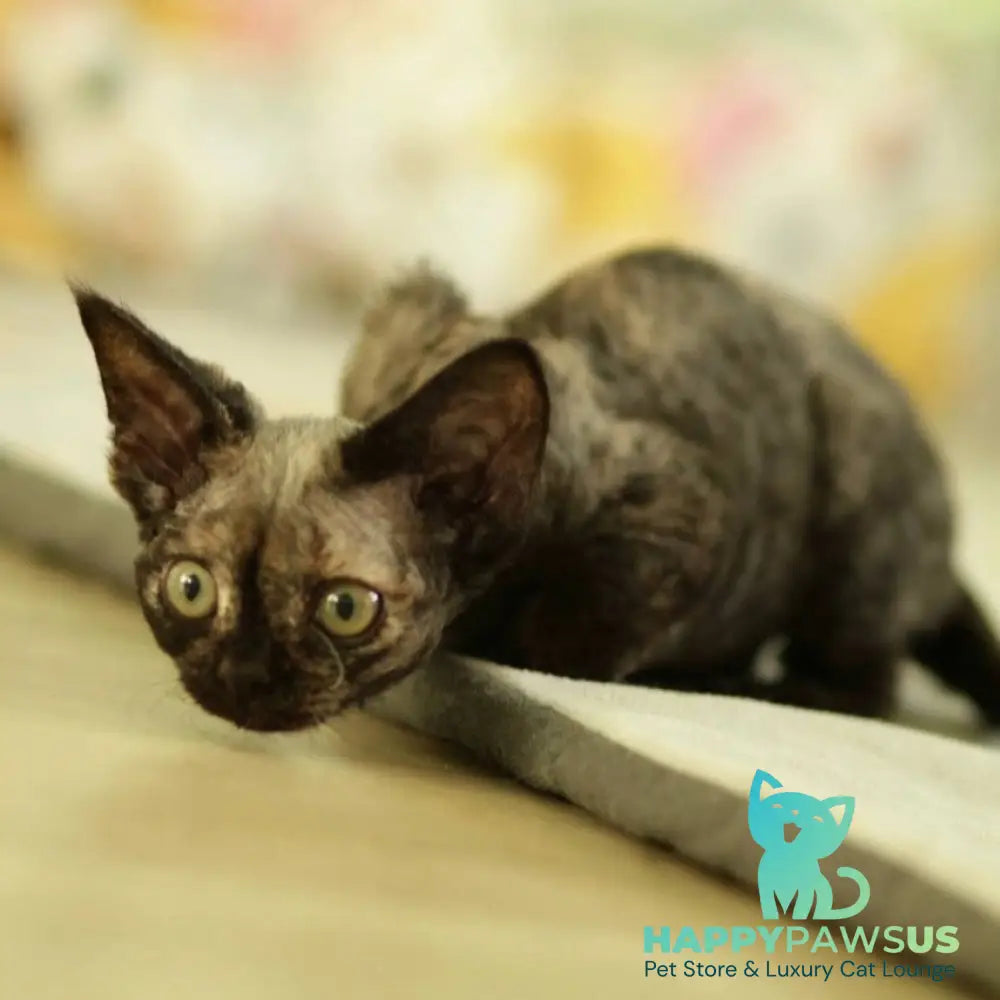 Polly Devon Rex female black tortie - live animals