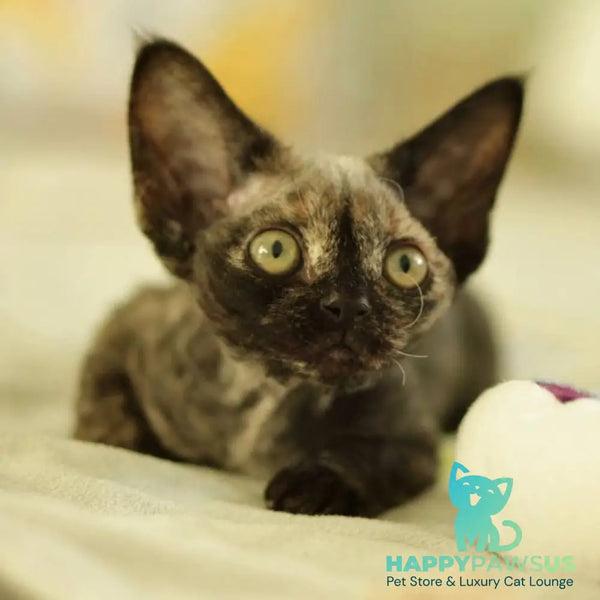 Polly Devon Rex female black tortie - live animals