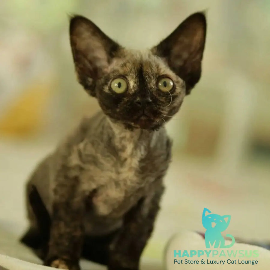 Polly Devon Rex female black tortie - live animals