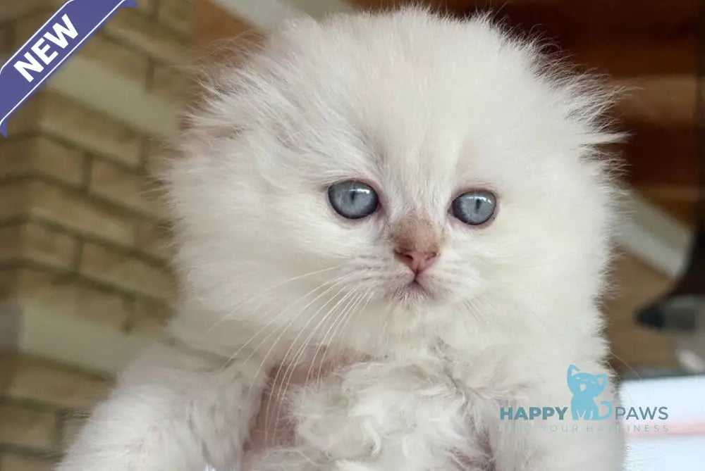 Polly Scottish Fold female black golden shaded pointed live animals