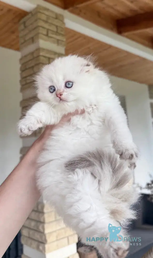 Polly Scottish Fold female black golden shaded pointed live animals