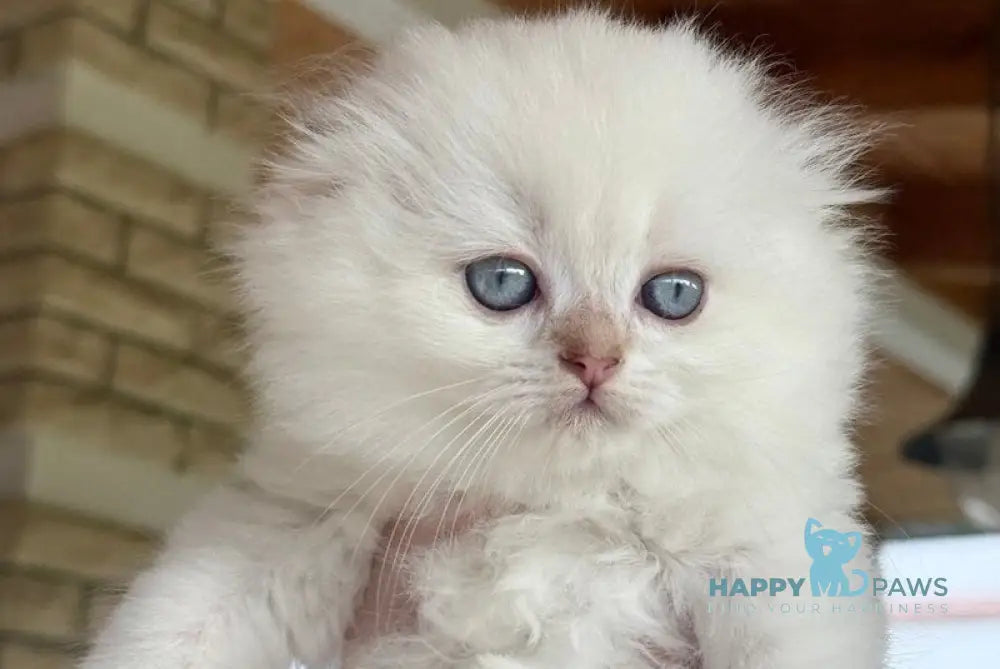 Polly Scottish Fold female black golden shaded pointed live animals