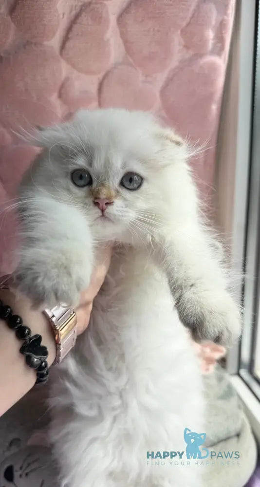 Polly Scottish Fold female black golden shaded pointed live animals