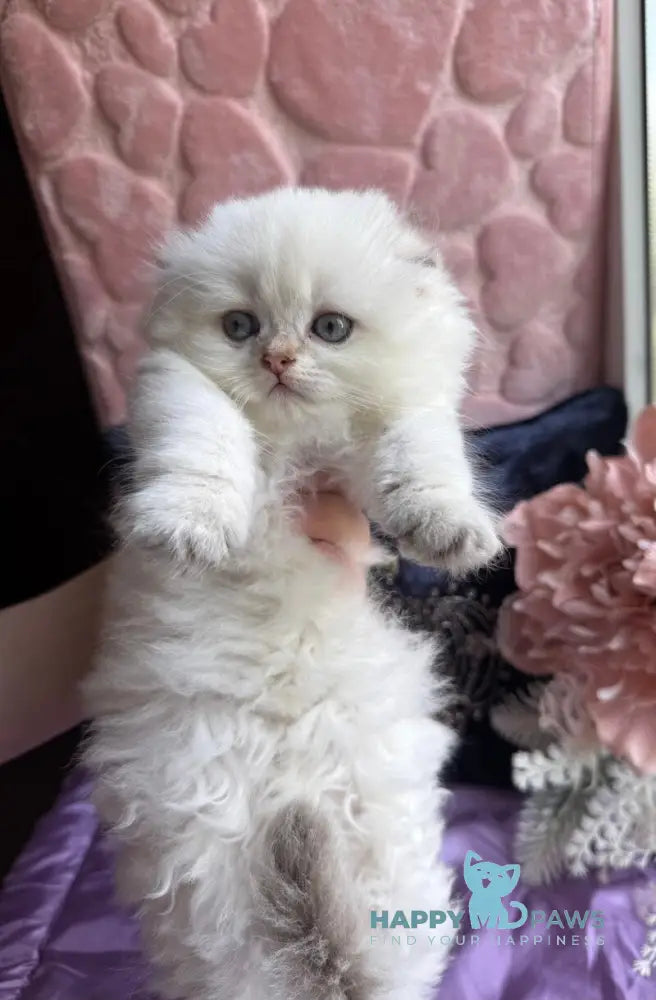 Polly Scottish Fold female black golden shaded pointed live animals