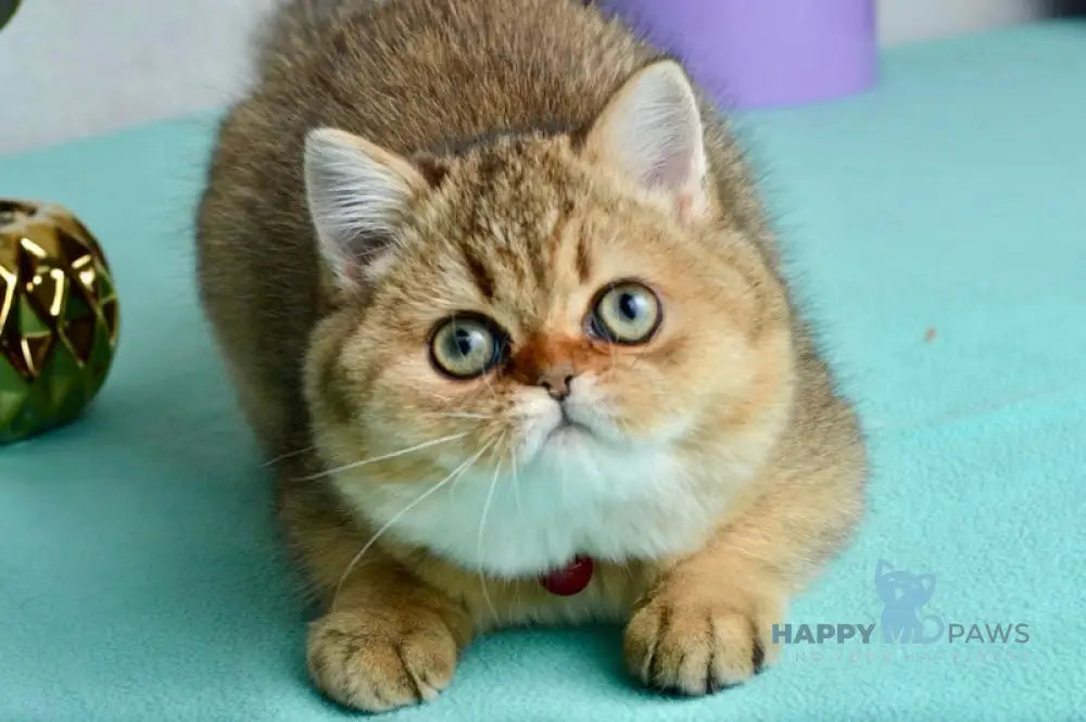 Polly Scottish Straight female black golden ticked tabby live animals