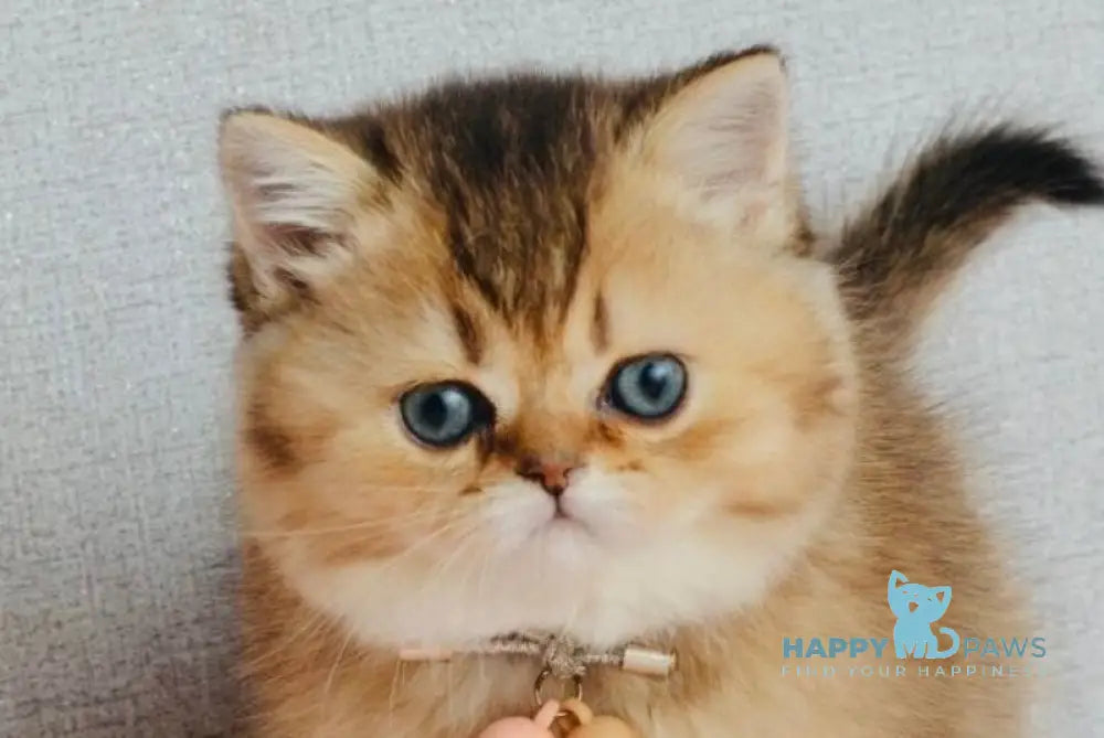 Polly Scottish Straight female black golden ticked tabby live animals