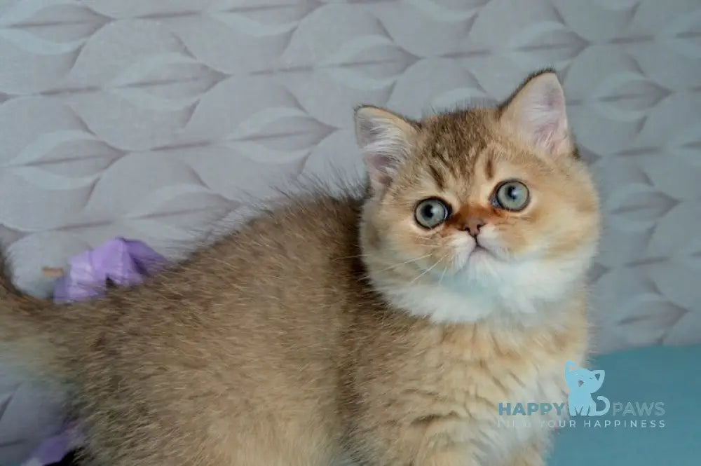 Polly Scottish Straight female black golden ticked tabby live animals