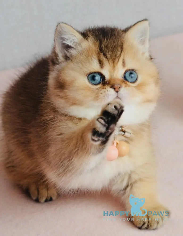 Polly Scottish Straight female black golden ticked tabby live animals