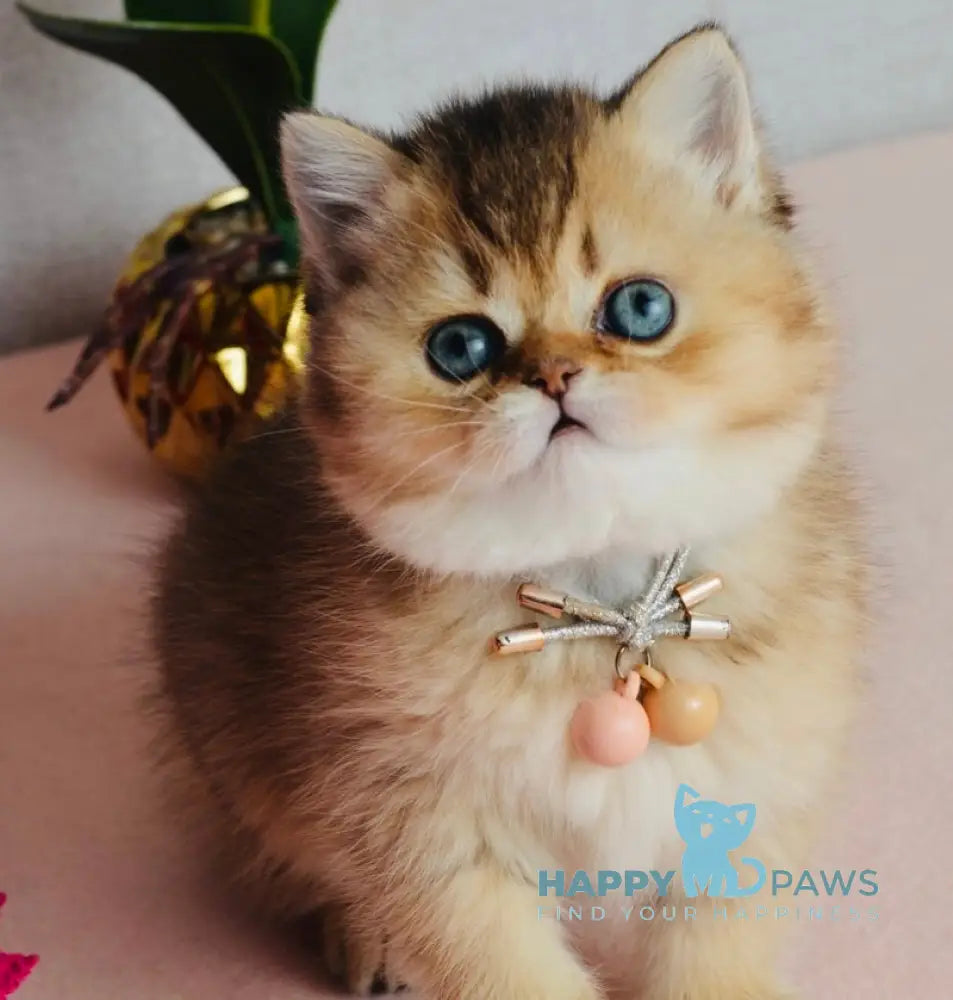 Polly Scottish Straight female black golden ticked tabby live animals