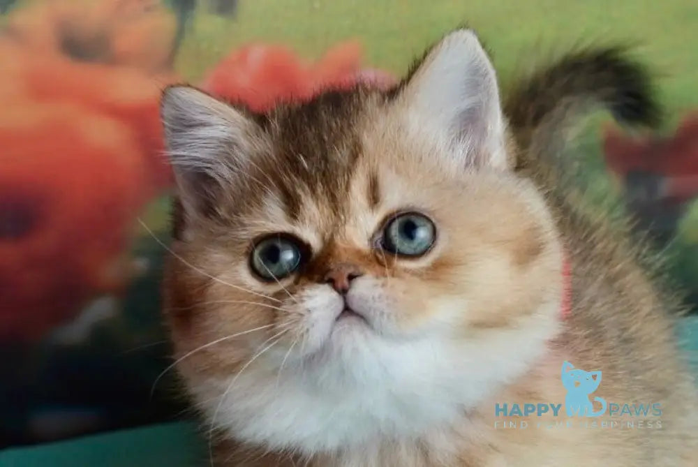 Polly Scottish Straight female black golden ticked tabby live animals