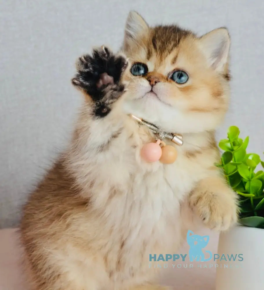 Polly Scottish Straight female black golden ticked tabby live animals