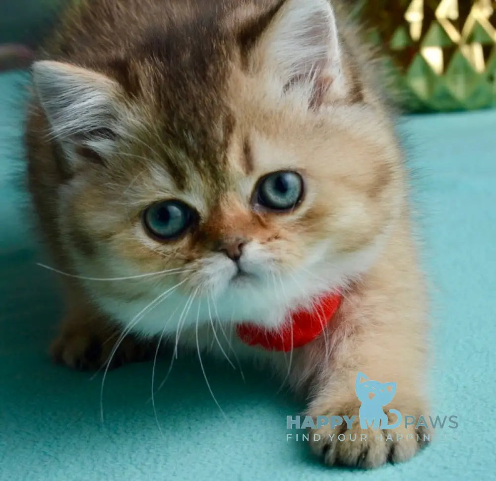 Polly Scottish Straight female black golden ticked tabby live animals