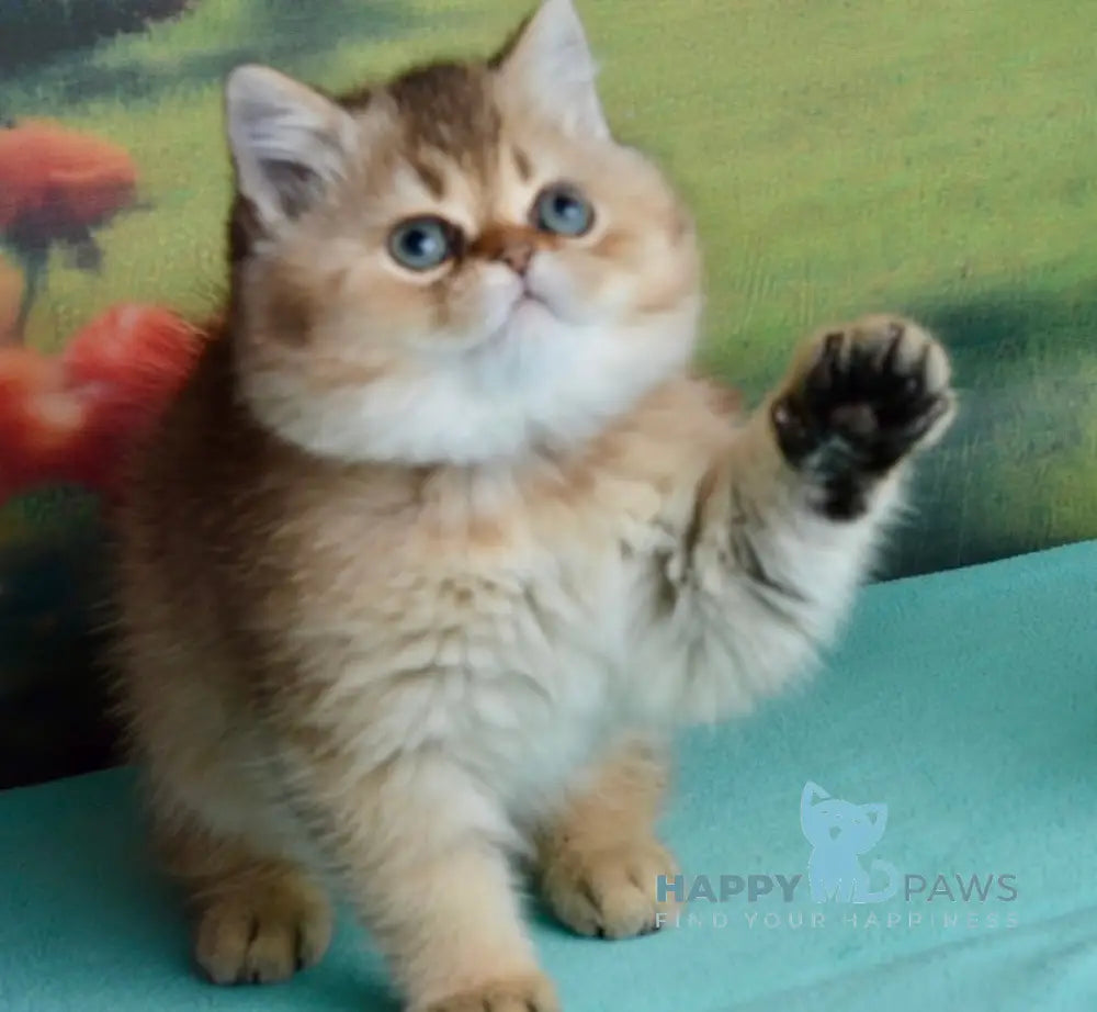 Polly Scottish Straight female black golden ticked tabby live animals