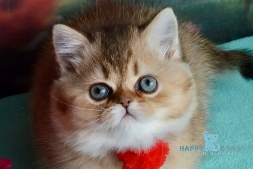 Polly Scottish Straight female black golden ticked tabby live animals