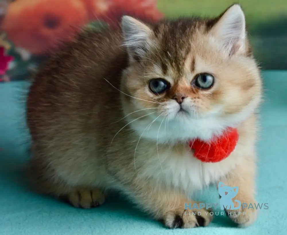 Polly Scottish Straight female black golden ticked tabby live animals