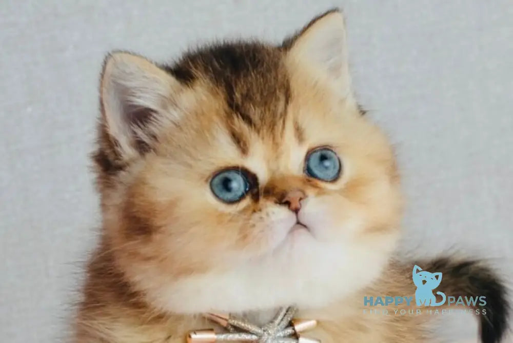 Polly Scottish Straight female black golden ticked tabby live animals