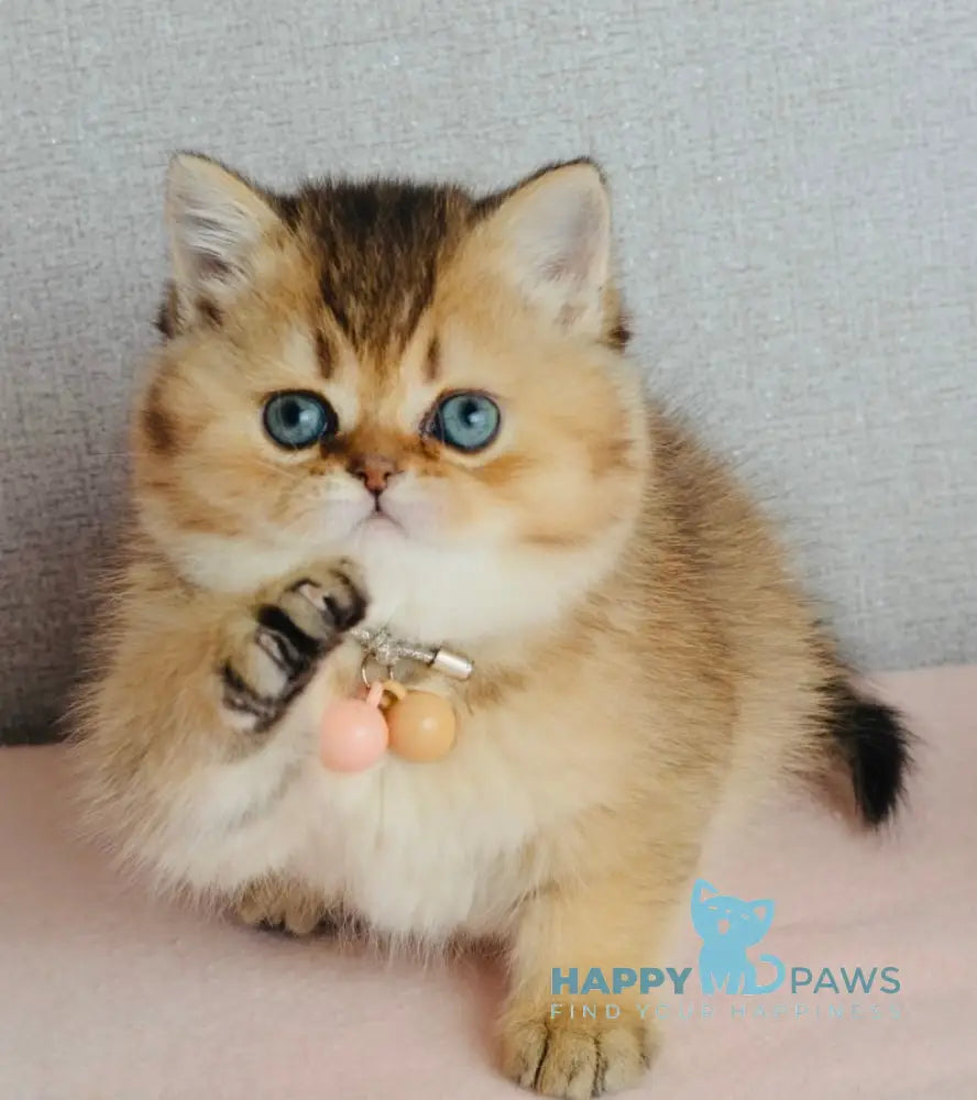 Polly Scottish Straight female black golden ticked tabby live animals