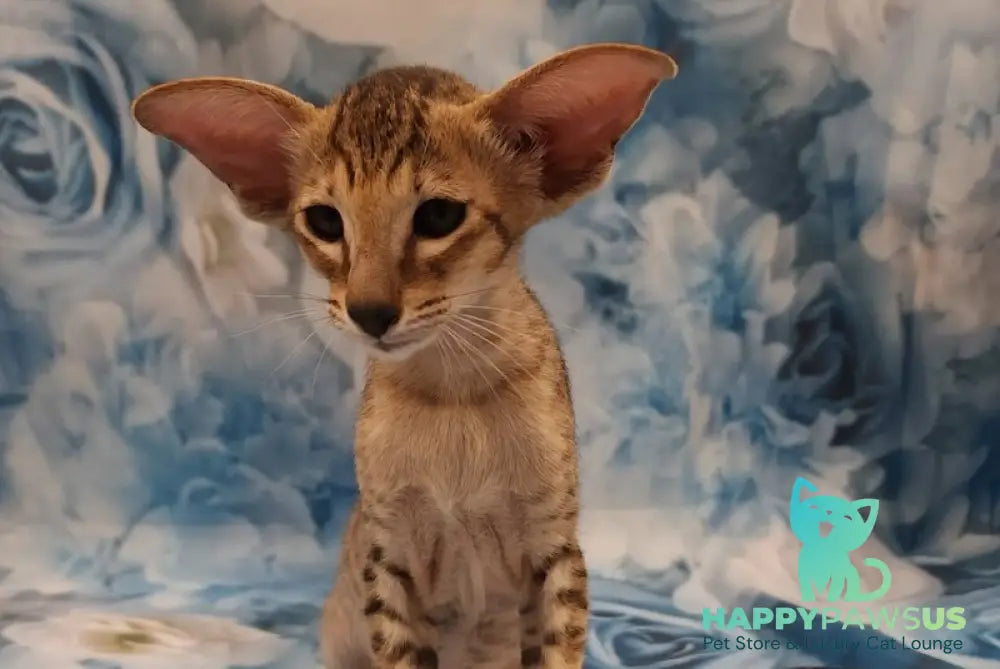 Pollyanna Oriental Shorthair female black tortie spotted tabby - live animals