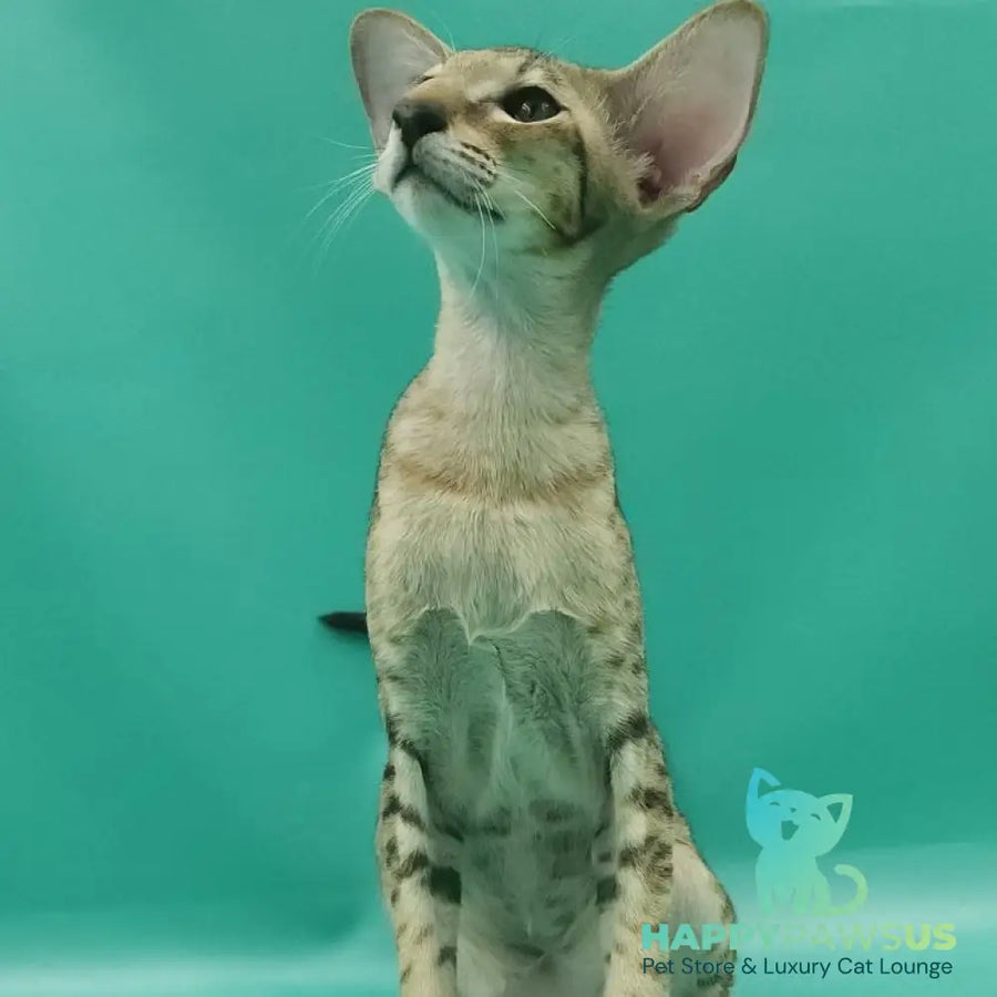 Pollyanna Oriental Shorthair female black tortie spotted tabby - live animals