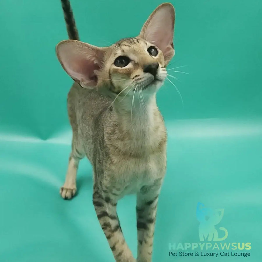Pollyanna Oriental Shorthair female black tortie spotted tabby - live animals