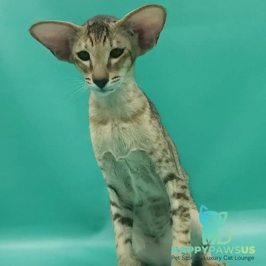 Pollyanna Oriental Shorthair female black tortie spotted tabby - live animals