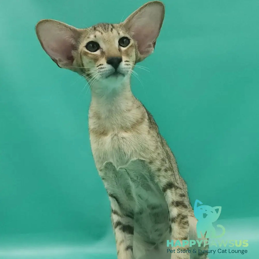 Pollyanna Oriental Shorthair female black tortie spotted tabby - live animals