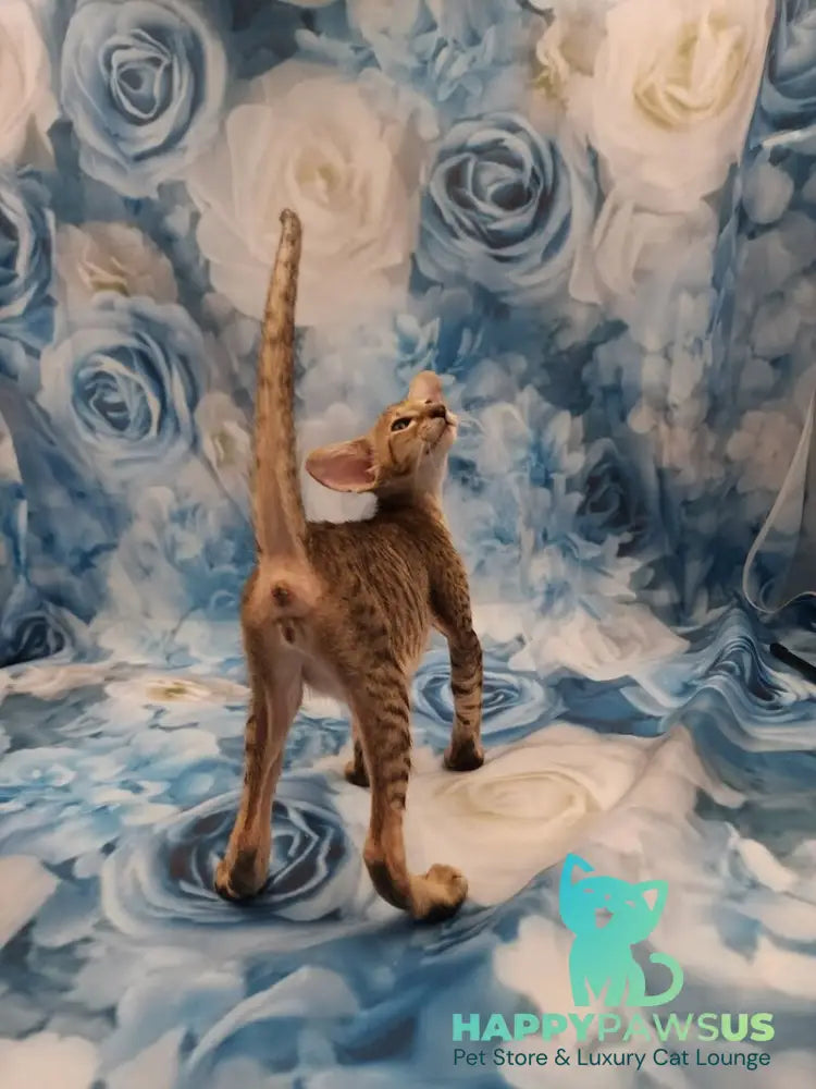 Pollyanna Oriental Shorthair female black tortie spotted tabby - live animals