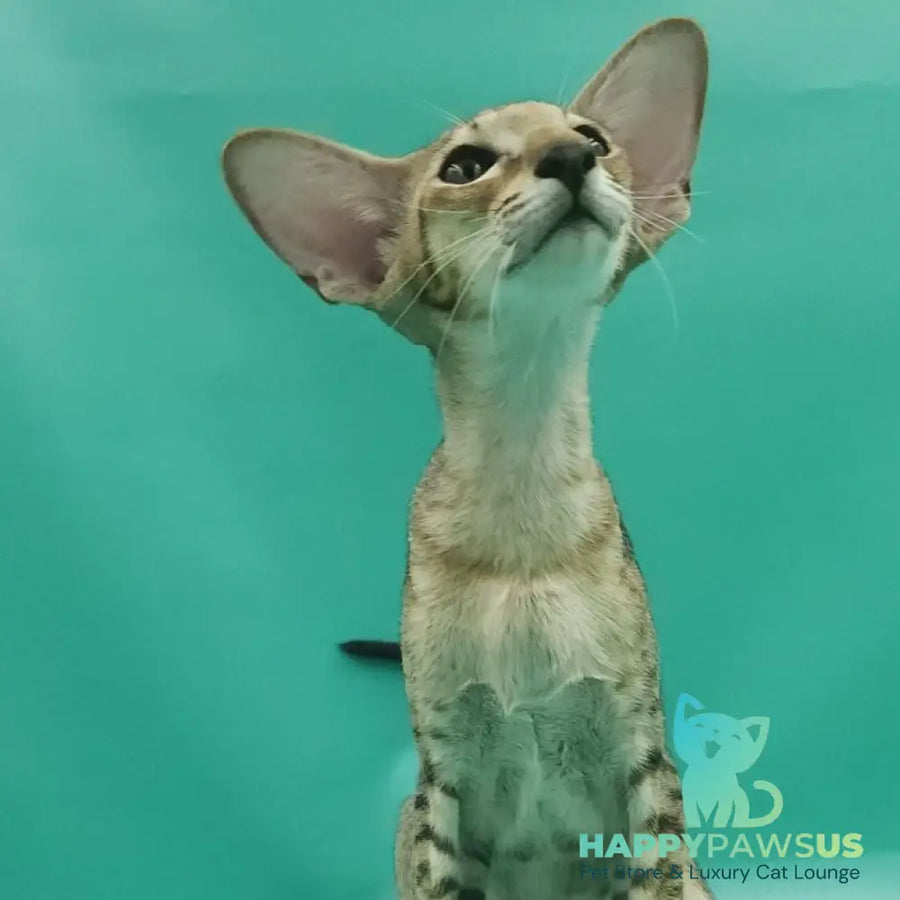 Pollyanna Oriental Shorthair female black tortie spotted tabby - live animals