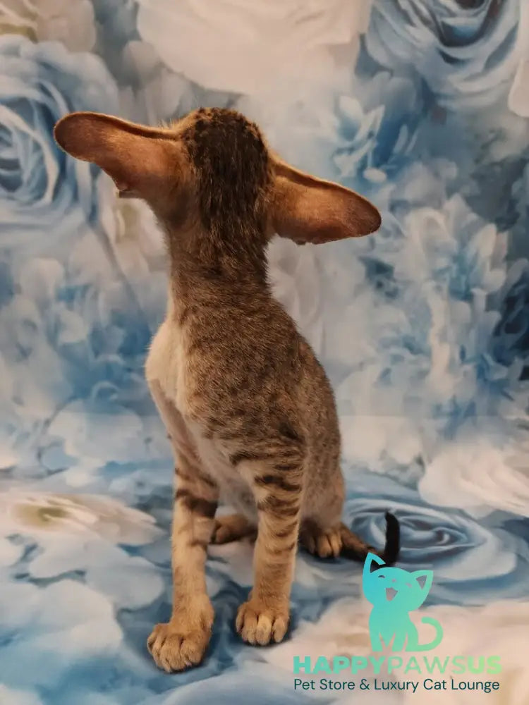 Pollyanna Oriental Shorthair female black tortie spotted tabby - live animals