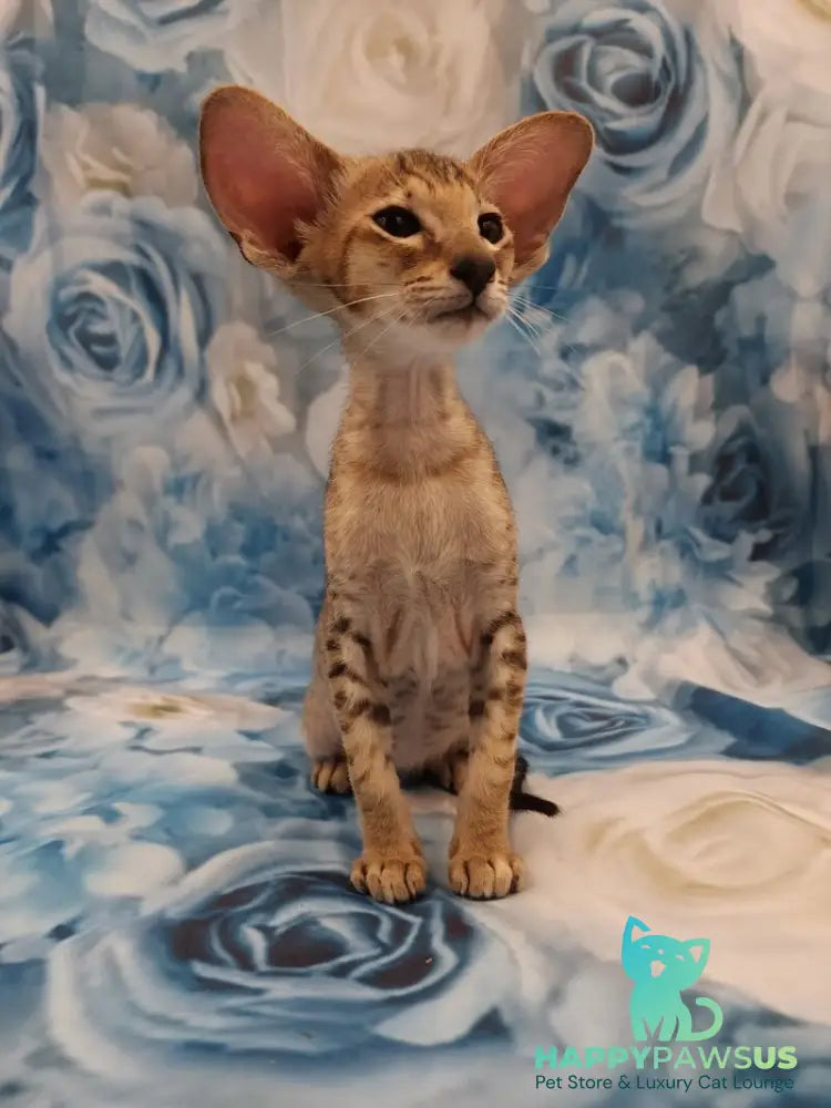 Pollyanna Oriental Shorthair female black tortie spotted tabby - live animals