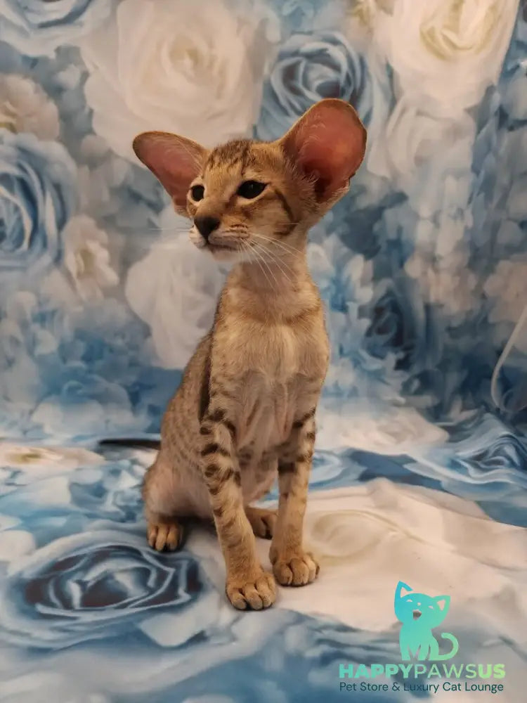 Pollyanna Oriental Shorthair female black tortie spotted tabby - live animals