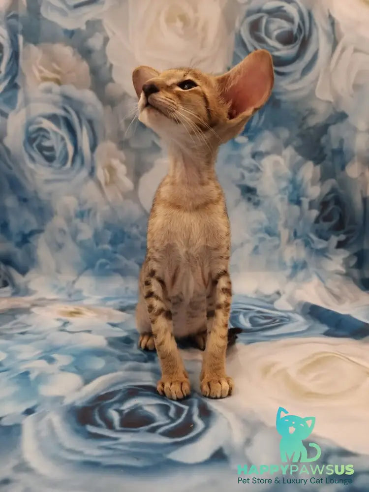 Pollyanna Oriental Shorthair female black tortie spotted tabby - live animals