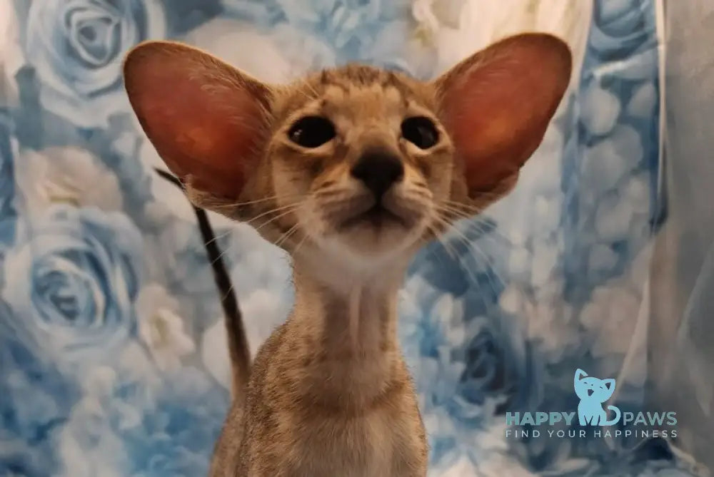 Pollyanna Oriental Shorthair female black tortie spotted tabby - live animals