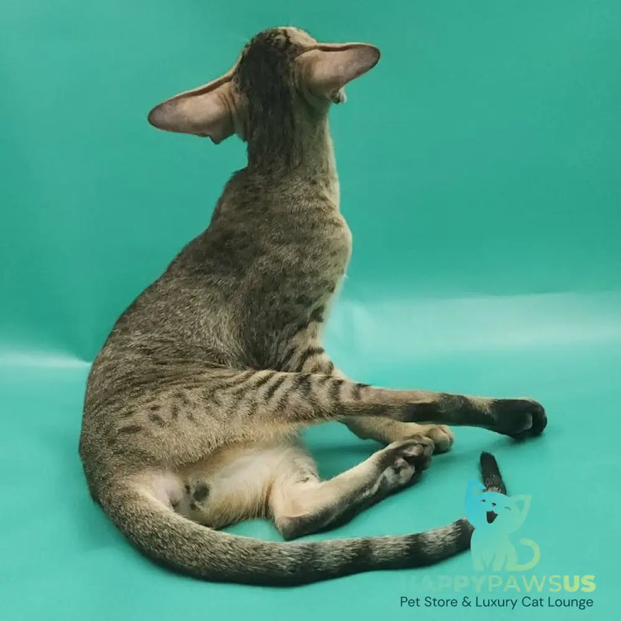 Pollyanna Oriental Shorthair female black tortie spotted tabby - live animals